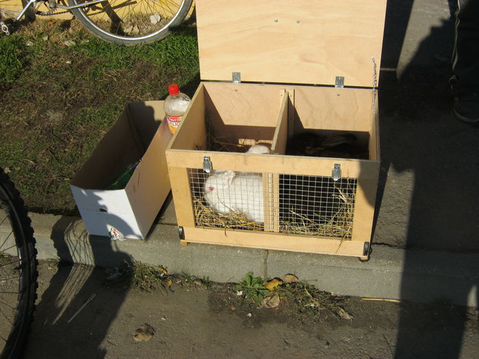 IMG_9517 - EXPO-2013-SANNICOLAU MARE