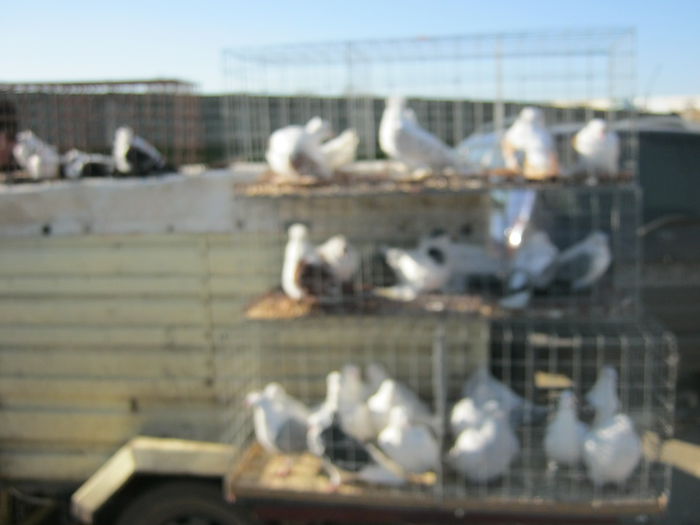 IMG_9518 - EXPO-2013-SANNICOLAU MARE