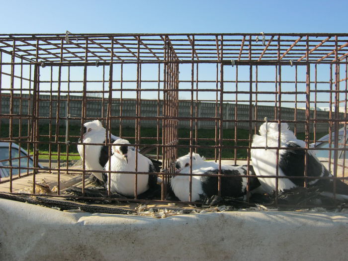 IMG_9519 - EXPO-2013-SANNICOLAU MARE