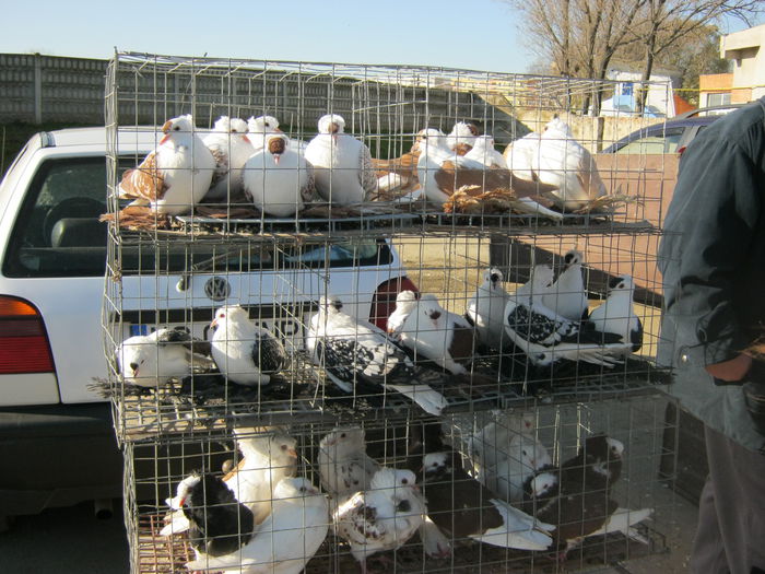 IMG_9520 - EXPO-2013-SANNICOLAU MARE