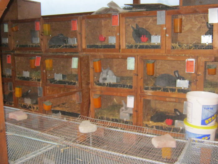 IMG_9533 - EXPO-2013-SANNICOLAU MARE