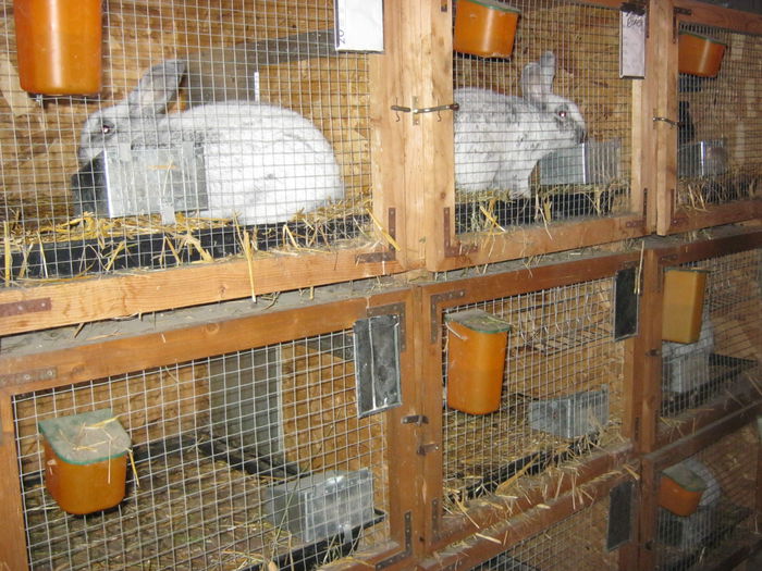 IMG_9535 - EXPO-2013-SANNICOLAU MARE