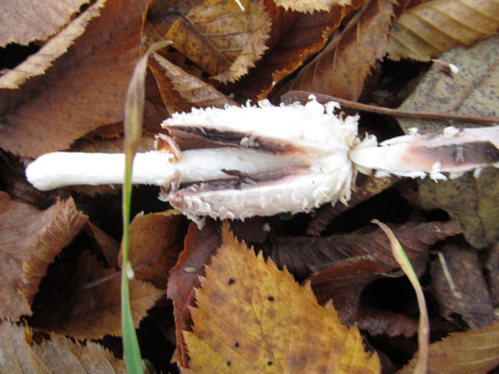 buretele cu peruca(coama Shaggy) - Diverse 1 - Plimbari