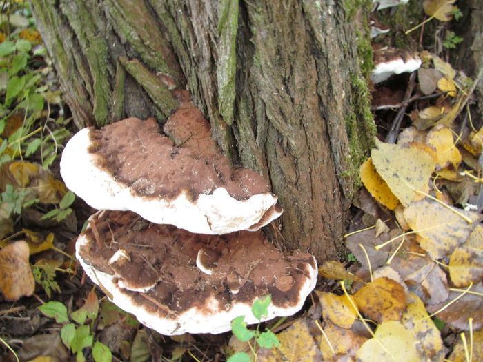 Fomitopsis pinicola - Diverse 1 - Plimbari