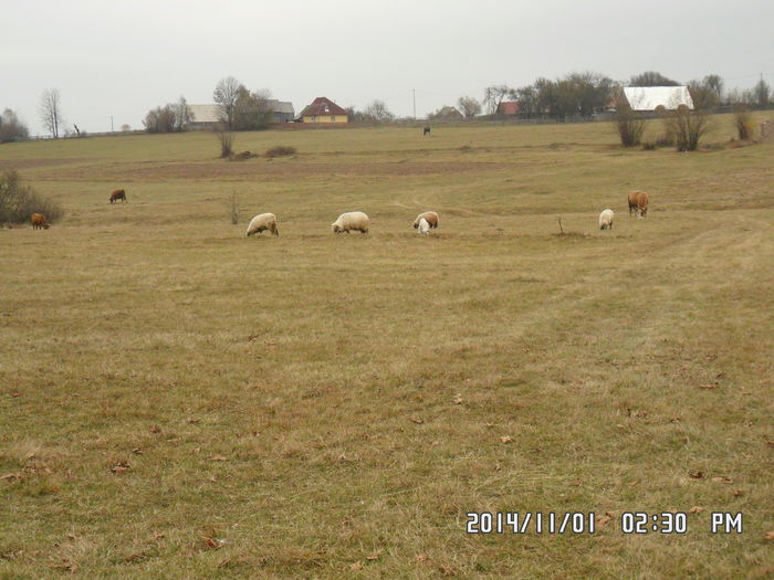 SAM_0128