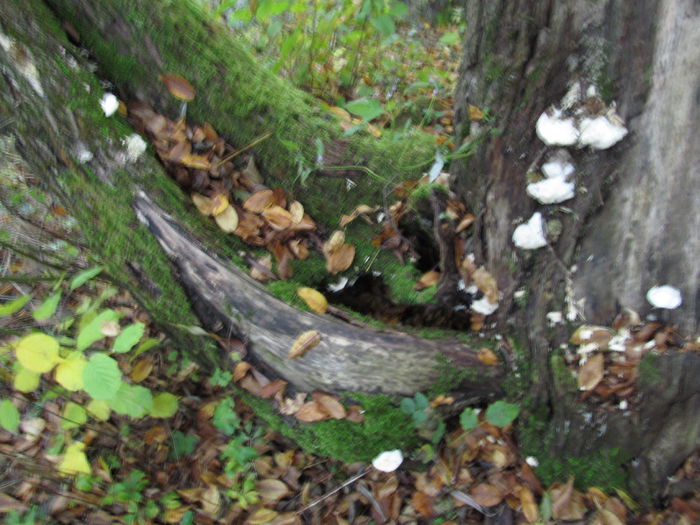 Văcălie de mesteacăn - Diverse 1 - Plimbari