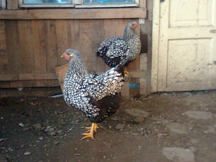 Fotografie2779 - WYANDOTTE ARGINTIU 2014-2015