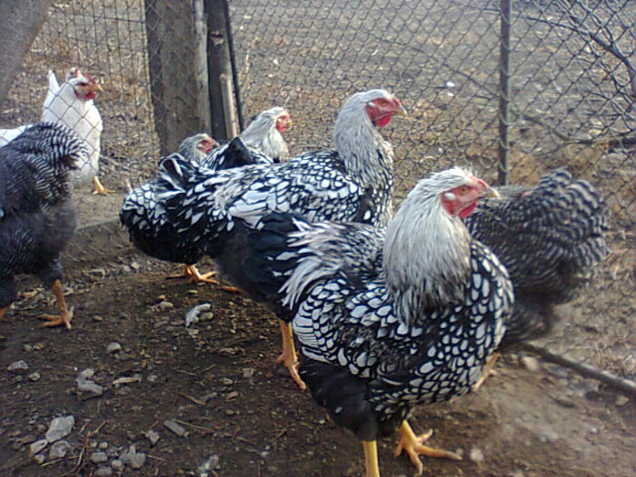 Fotografie2787 - WYANDOTTE ARGINTIU 2014-2015