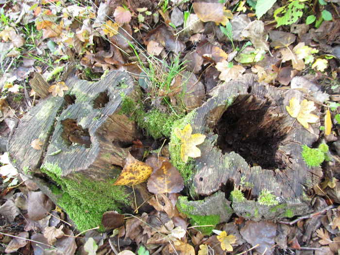  - Diverse 1 - Plimbari