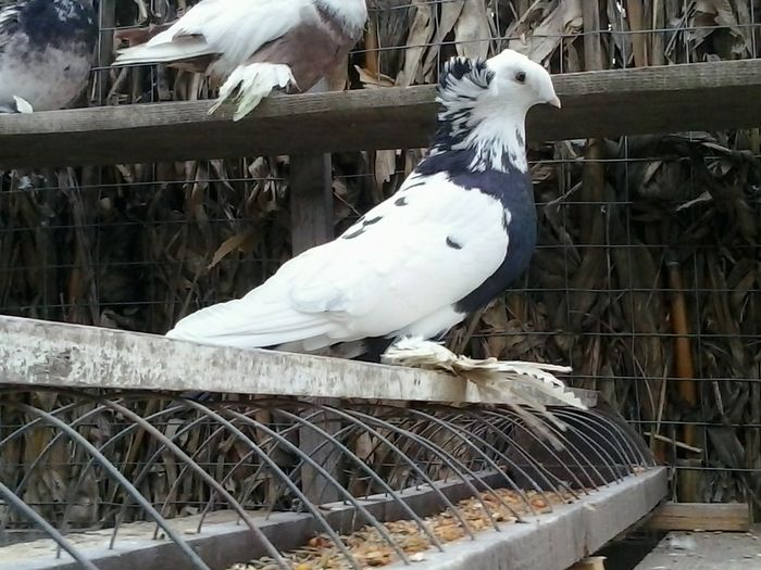 2014-11-09 09.39.21; Femela
