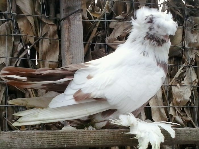 2014-Mort - Tobosari 2014-2015-2016  4 PER MATCA