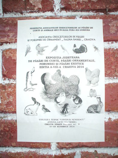 DSCF0114 - Expozitia judeteana de porumbei de agrement gaini de rasa si pasari acvatice - Craiova 8-9 XI 2014