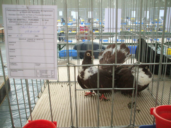 DSCF9472 - Expozitia judeteana de porumbei de agrement gaini de rasa si pasari acvatice - Craiova 8-9 XI 2014
