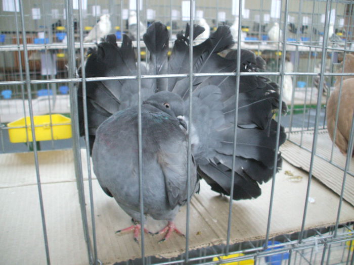 DSCF9490 - Expozitia judeteana de porumbei de agrement gaini de rasa si pasari acvatice - Craiova 8-9 XI 2014