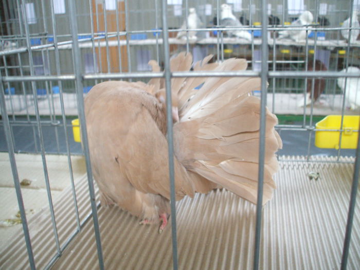 DSCF9492 - Expozitia judeteana de porumbei de agrement gaini de rasa si pasari acvatice - Craiova 8-9 XI 2014