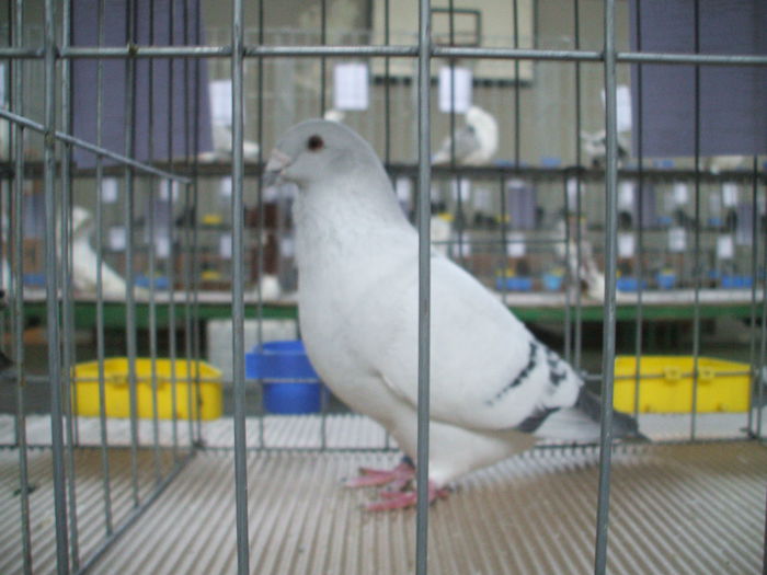 DSCF9496 - Expozitia judeteana de porumbei de agrement gaini de rasa si pasari acvatice - Craiova 8-9 XI 2014