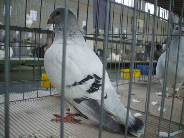 DSCF9498 - Expozitia judeteana de porumbei de agrement gaini de rasa si pasari acvatice - Craiova 8-9 XI 2014