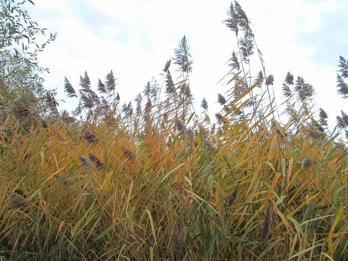 trestie sau stuf - Diverse 1 - Plimbari