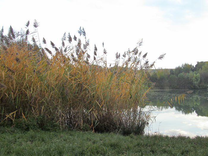 trestie - Diverse 1 - Plimbari