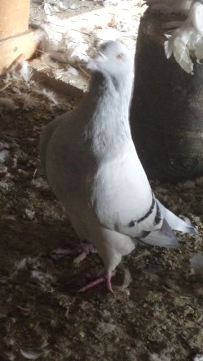 MASC.2012 PER.2; PRET 50 EURO CU TRANSPORT INCLUS
