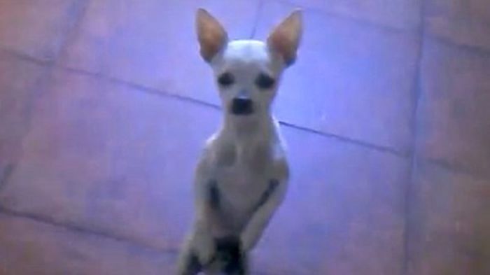 flamenco-chihuahua-0n