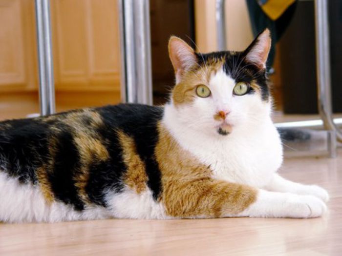 Calico_cat_-_Phoebe