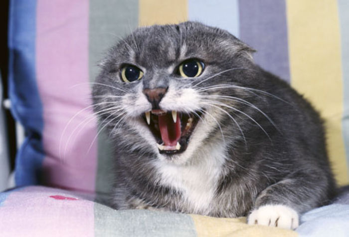 agresiva - O_o Semne ale stresului la pisici O_o