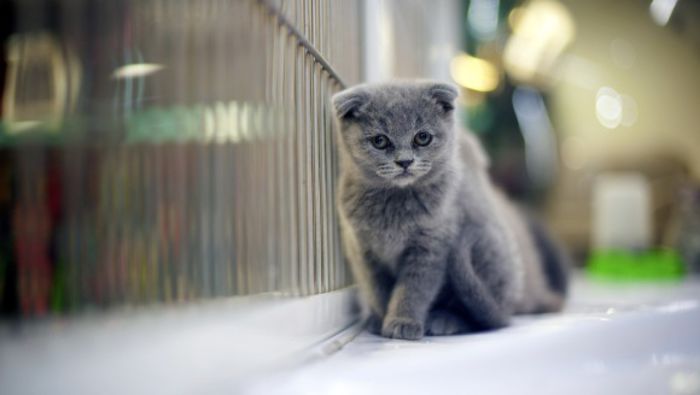 animals___cats__sad_gray_scottish_fold_cat_045181_-0n - O_o Semne ale stresului la pisici O_o