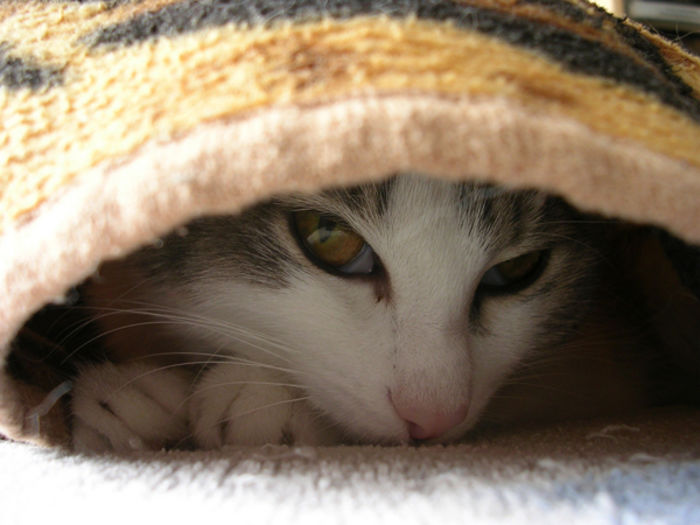 ascunsa - O_o Semne ale stresului la pisici O_o