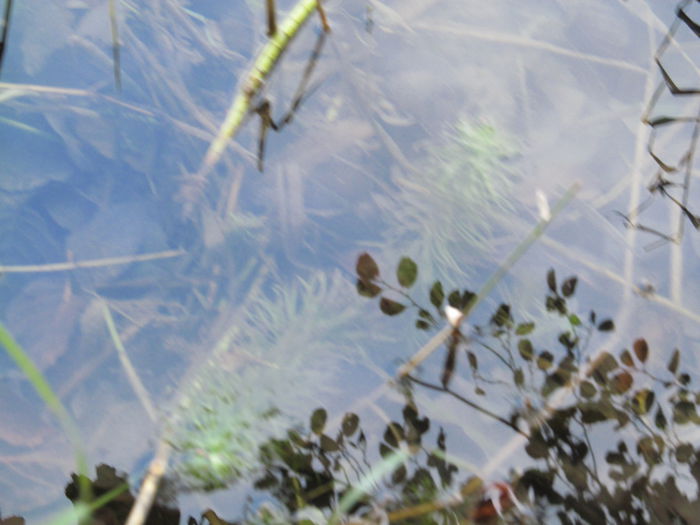  - Diverse 1 - Plimbari