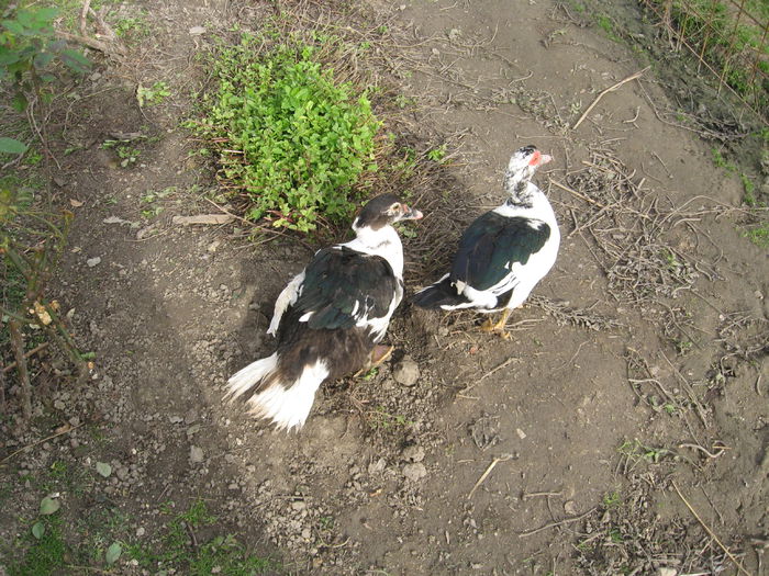 IMG_1612 - Rate muscovy ducks -lesesti