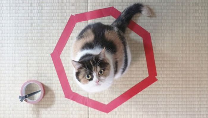 how-to-trap-a-cat-circle-3-0n - O_o Cum sa faci pisica sa stea locului - E foarte simplu O_o