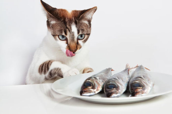 sardine(1) - O_o 10 alimente pentru oameni pe care le pot manca si pisicile O_o