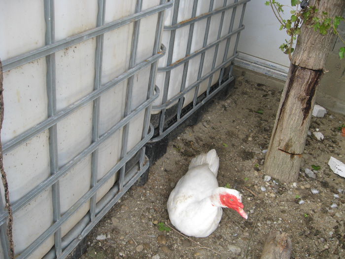 IMG_1605 - Rate muscovy ducks -lesesti