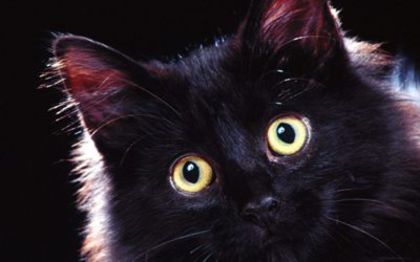 interior - O_o Ghinionul adus de pisicile negre - intre mit si realitate O_o