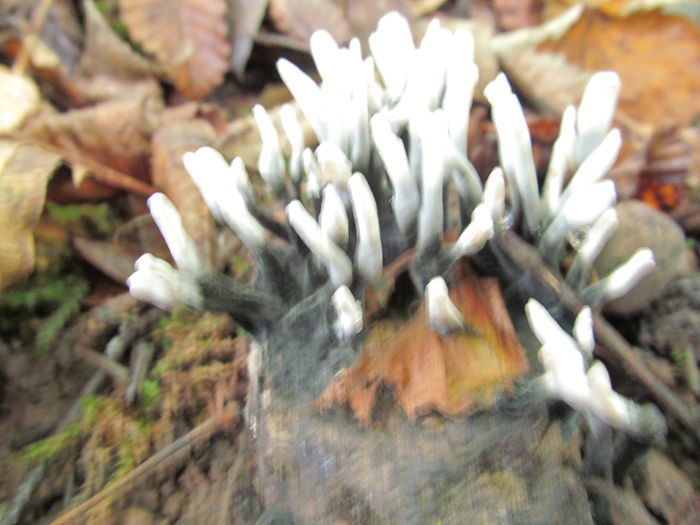 ciuperci Xylaria hypoxylon - Diverse 1 - Plimbari