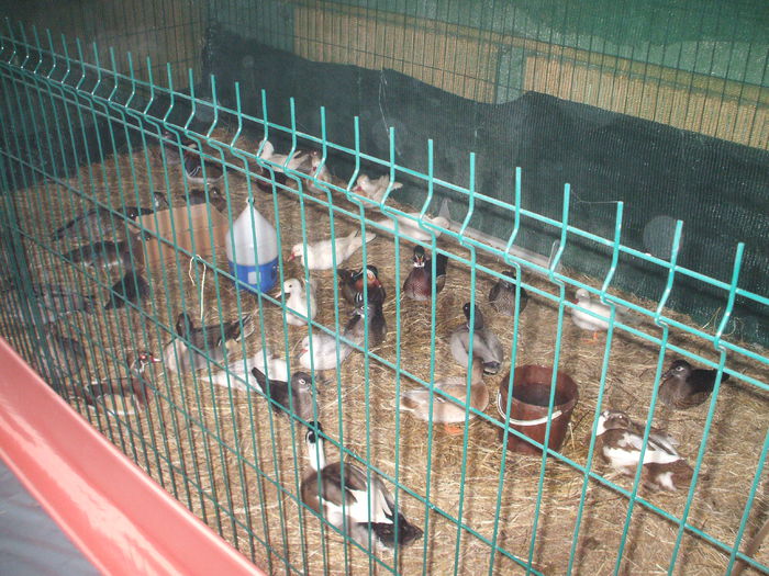 DSCF0057 - Expozitia judeteana de porumbei de agrement gaini de rasa si pasari acvatice - Craiova 8-9 XI 2014