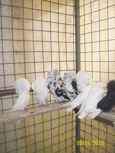 maria stuart 100_8645