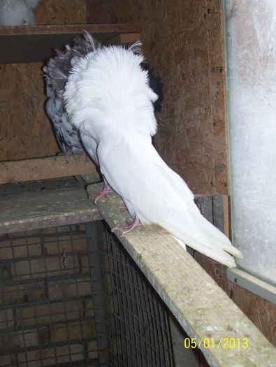 maria stuart 100_8609