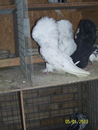 maria stuart 100_8620