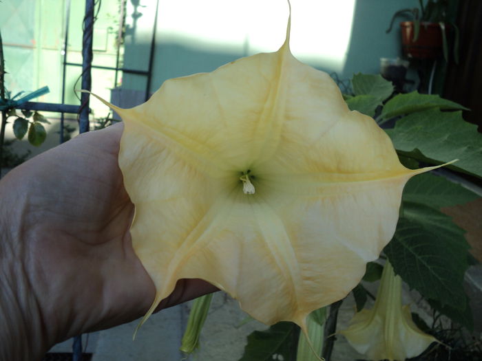 FOTO 2014 031 - BRUGMANSIA SI DATURA