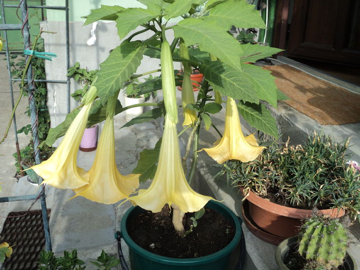 FOTO 2014 036 - BRUGMANSIA SI DATURA