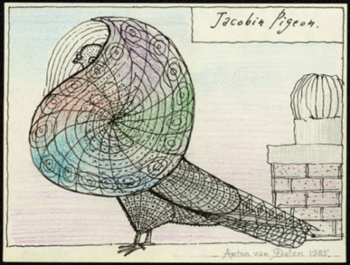 STANDARD - Standardul porumbelului Iacobin