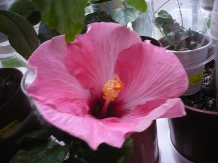 P1210473 - HIBISCUSI 2014-1