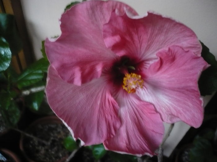 P1210476 - HIBISCUSI 2014-1