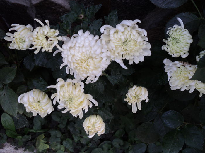 FOTO 2014 216 - CRIZANTEME