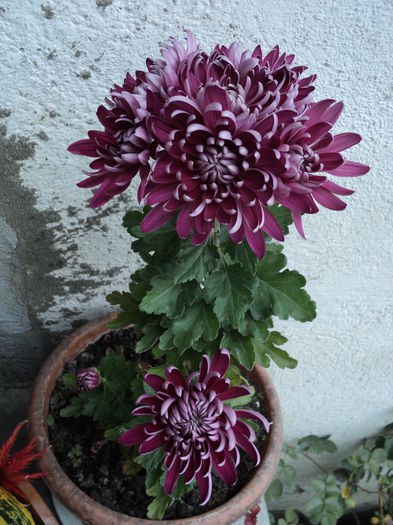 FOTO 2014 205 - CRIZANTEME