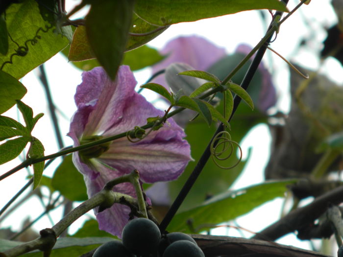 DSCN3361 - CLEMATITA_DE_NOIEMBRIE_2014