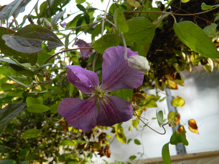 DSCN3378 - CLEMATITA_DE_NOIEMBRIE_2014