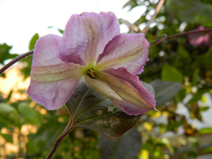 DSCN3383 - CLEMATITA_DE_NOIEMBRIE_2014